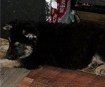 Small #1 German Shepherd Dog