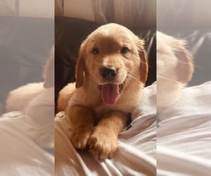 Golden Retriever Puppy for sale in SUGAR LAND, TX, USA