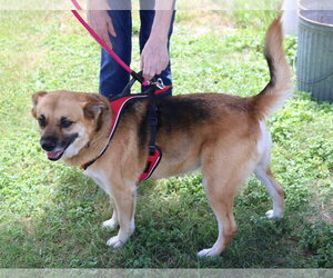 Sadie - Female Labrador Retriever Dog for Adoption - Photo #4