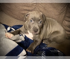 American Pit Bull Terrier Puppy for sale in SOUTHLAKE, TX, USA