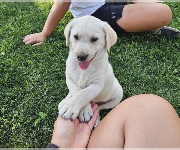 Medium Photo #1 Labrador Retriever Puppy For Sale in CEDAREDGE, CO, USA