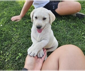 Medium Labrador Retriever