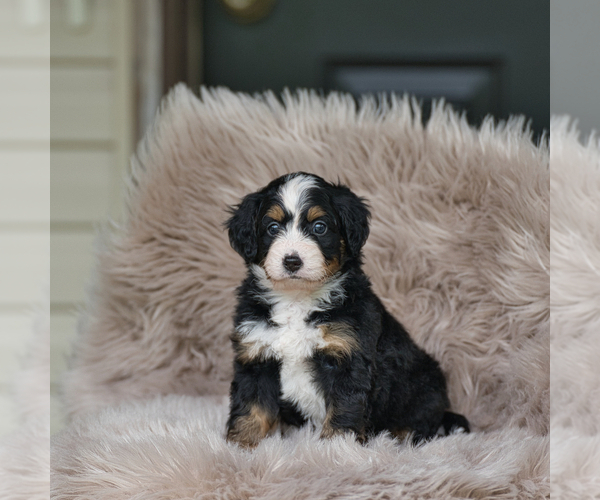 Medium Photo #2 Bernedoodle Puppy For Sale in FREDERICKSBURG, OH, USA