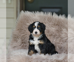 Small #1 Bernedoodle