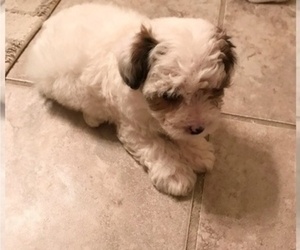 Poochon-YorkiePoo Mix Puppy for Sale in SENECA, South Carolina USA