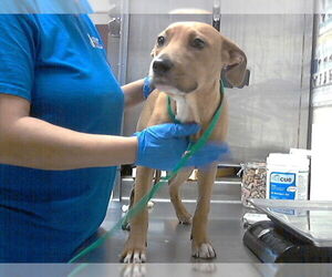 Labrador Retriever-Unknown Mix Dogs for adoption in Fayetteville, NC, USA