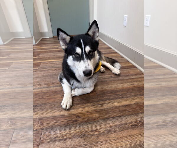 Medium Photo #3 Siberian Husky Puppy For Sale in Cumming, GA, USA