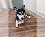 Small #2 Siberian Husky
