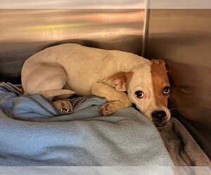 Mutt Dogs for adoption in Rancho Cucamonga, CA, USA