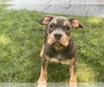 Small Photo #5 American Bully Puppy For Sale in OVERLAND, KS, USA