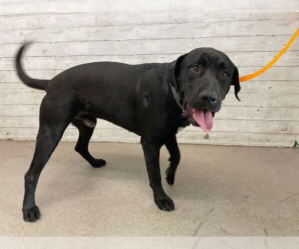 Medium Photo #1 American Pit Bull Terrier-Labrador Retriever Mix Puppy For Sale in San Bernardino, CA, USA
