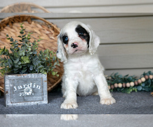 Cocker Spaniel Litter for sale in SEAMAN, OH, USA