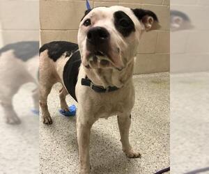 American Pit Bull Terrier-Unknown Mix Dogs for adoption in Conroe, TX, USA