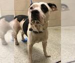 Small American Pit Bull Terrier Mix