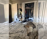Small Photo #2 Australian Shepherd-German Shepherd Dog Mix Puppy For Sale in Peralta, NM, USA