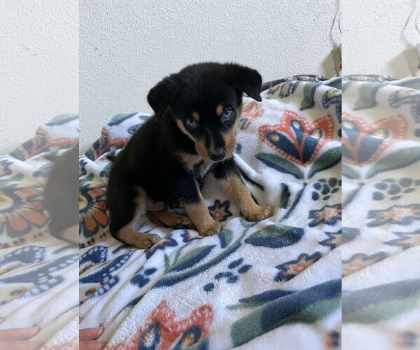 Medium Photo #1 Australian Shepherd-Huskies  Mix Puppy For Sale in Chinook, MT, USA
