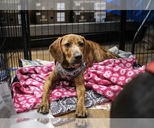 Mutt Dogs for adoption in Tarrytown, GA, USA