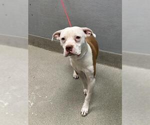 American Pit Bull Terrier-Unknown Mix Dogs for adoption in Las Vegas, NV, USA
