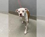 Small American Pit Bull Terrier Mix