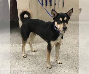 German Shepherd Dog-Unknown Mix Dogs for adoption in Conroe, TX, USA