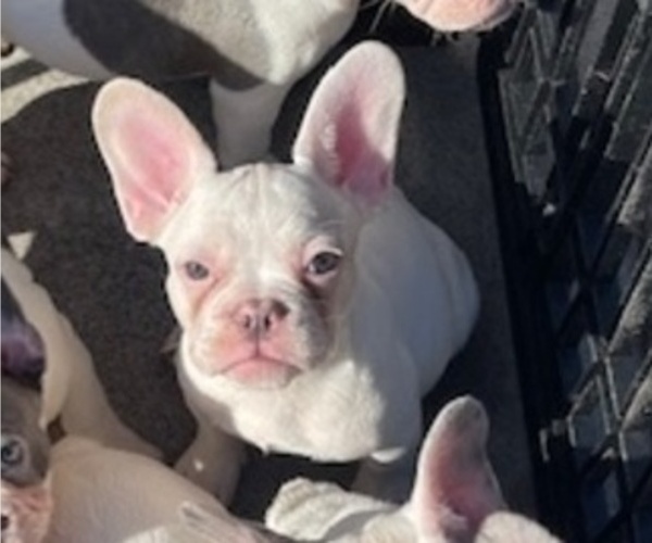 Medium Photo #1 French Bulldog Puppy For Sale in ANTIOCH, CA, USA