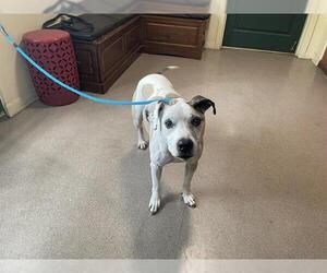 Staffordshire Bull Terrier Dogs for adoption in Pasadena, CA, USA