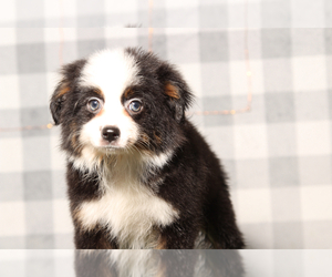 Miniature Australian Shepherd Puppy for sale in MARIETTA, GA, USA