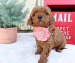 Small Photo #1 Goldendoodle (Miniature) Puppy For Sale in HONEY BROOK, PA, USA