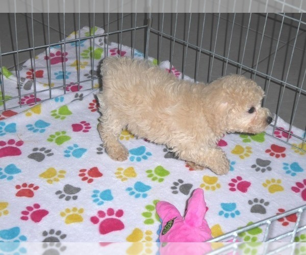 Medium Photo #15 Poodle (Miniature) Puppy For Sale in ORO VALLEY, AZ, USA