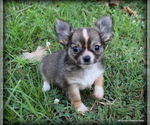 Small #2 Chihuahua