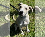Small #2 Labrador Retriever Mix