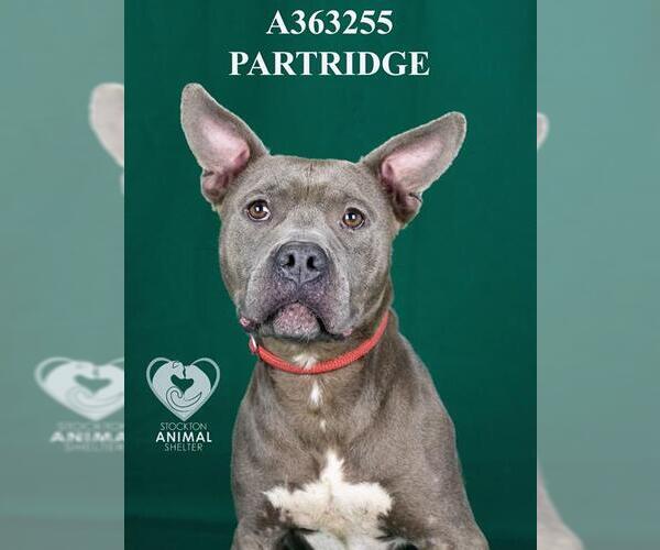 Medium Photo #1 Mutt Puppy For Sale in Stockton, CA, USA