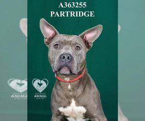 Mutt Dogs for adoption in Stockton, CA, USA