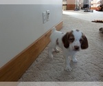 Puppy 6 Brittany
