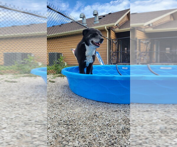 Medium Photo #4 Labrador Retriever-Unknown Mix Puppy For Sale in Bolivar, MO, USA