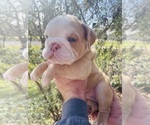 Small Photo #6 English Bulldog Puppy For Sale in JOSHUA, TX, USA