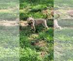 Small #2 Silky Terrier Mix