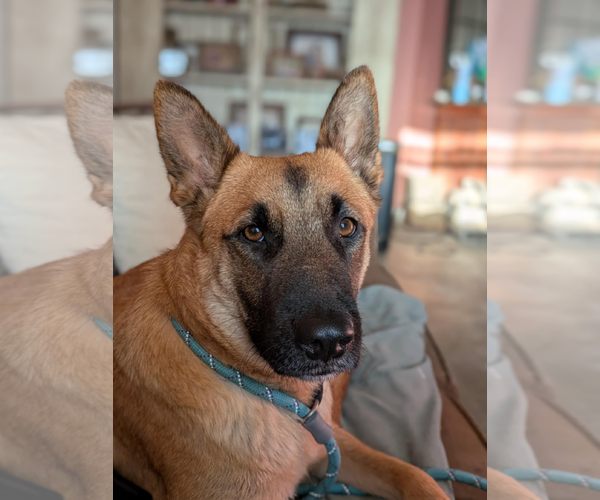 Medium Photo #13 Mutt Puppy For Sale in Fresno, CA, USA