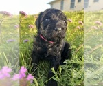 Small Photo #24 Rottle Puppy For Sale in CHICKAMAUGA, GA, USA