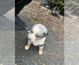 Miniature Australian Shepherd Puppy for sale in NASELLE, WA, USA