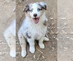 Small Photo #4 Australian Shepherd Puppy For Sale in PIONEER, CA, USA