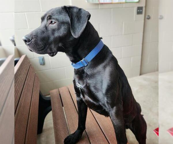 Medium Photo #1 Labrador Retriever-Unknown Mix Puppy For Sale in Minneapolis, MN, USA