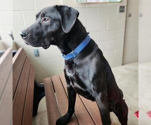Labrador Retriever-Unknown Mix Dogs for adoption in Minneapolis, MN, USA