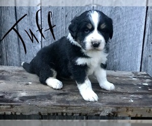 Great Bernese Puppy for sale in HARTFORD, KY, USA