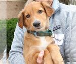 Small #5 Colonial Cocker Spaniel Mix