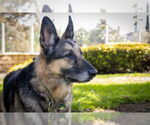 Small #1 German Shepherd Dog