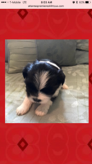 Shih Tzu Puppy for sale in LAWRENCEVILLE, GA, USA