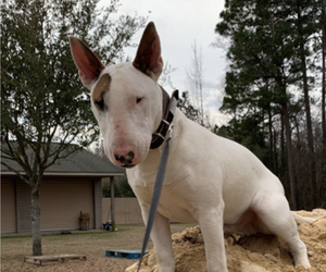 Father of the Bull Terrier puppies born on 03/08/2024