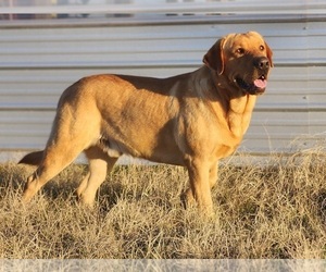 Father of the Labrador Retriever puppies born on 03/23/2025