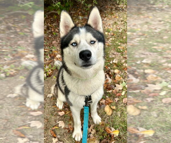 Medium Photo #3 Siberian Husky Puppy For Sale in Lawrenceville, NJ, USA